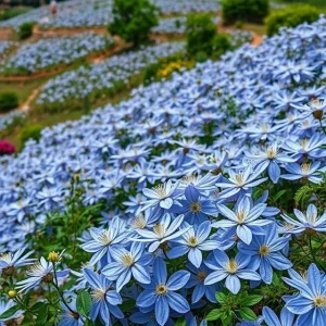 20 Blue Downy Clematis macropetala Hybrid Flower Seeds - Hardy Climber Vine Plant - Image 3
