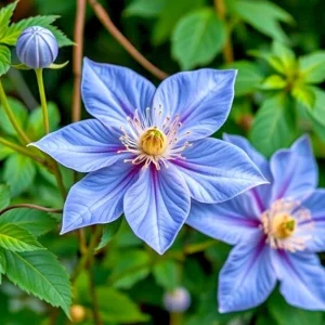 20 Blue Downy Clematis macropetala Hybrid Flower Seeds - Hardy Climber Vine Plant - Image 1
