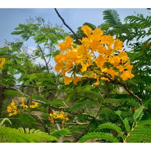20 Delonix Regia Yellow Flamboyant Tree Seeds - Rare Bonsai Seeds - Image 2