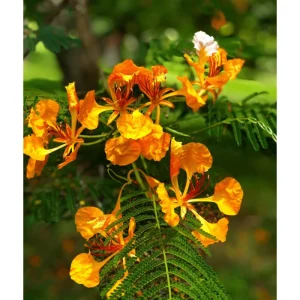 20 Delonix Regia Yellow Flamboyant Tree Seeds - Rare Bonsai Seeds - Image 3