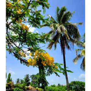 20 Delonix Regia Yellow Flamboyant Tree Seeds - Rare Bonsai Seeds - Image 4
