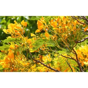 20 Delonix Regia Yellow Flamboyant Tree Seeds - Rare Bonsai Seeds - Image 5