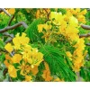 20 Delonix Regia Yellow Flamboyant Tree Seeds - Rare Bonsai Seeds - Image 1