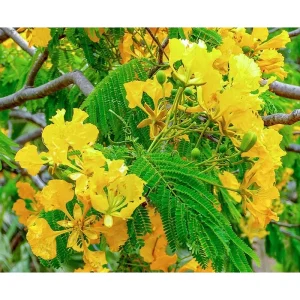 20 Delonix Regia Yellow Flamboyant Tree Seeds - Rare Bonsai Seeds - Image 1