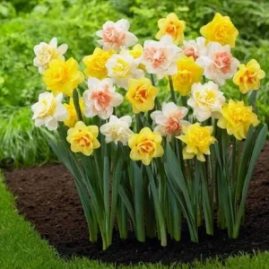 20 Double Daffodil Mix Bulbs – Perennial Narcissus Flowers for Garden - Image 3