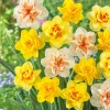 20 Double Daffodil Mix Bulbs – Perennial Narcissus Flowers for Garden - Image 1