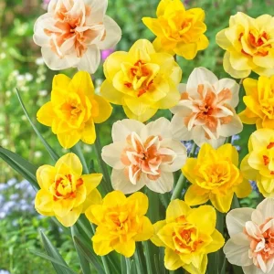 20 Double Daffodil Mix Bulbs – Perennial Narcissus Flowers for Garden - Image 1