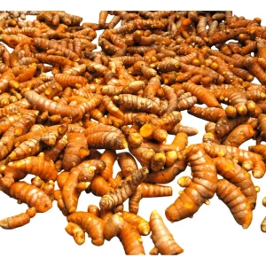 20 Fresh Turmeric Rhizomes - Curcuma Longa Live Herb Tubers for Planting - Image 5