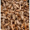 20 Fresh Turmeric Rhizomes - Curcuma Longa Live Herb Tubers for Planting - Image 1