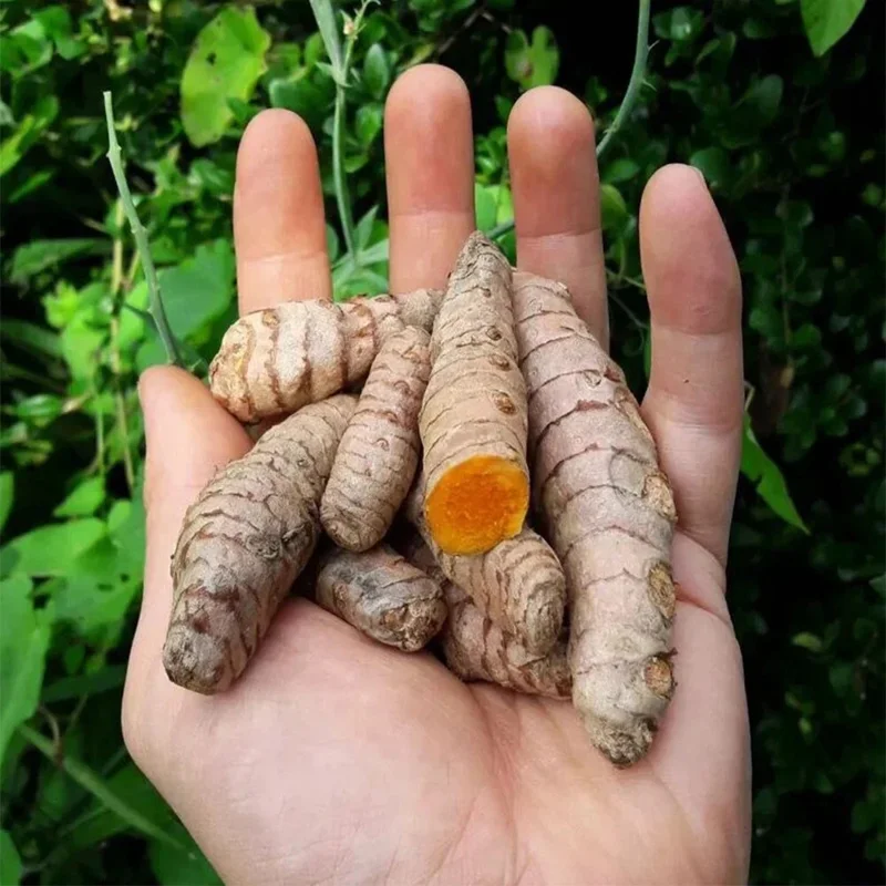 20 Fresh Turmeric Rhizomes - Curcuma Longa Live Root Plants Ready to Grow - Image 2