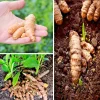 20 Fresh Turmeric Rhizomes - Curcuma Longa Live Root Plants Ready to Grow - Image 1