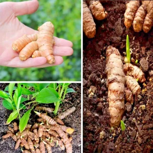 20 Fresh Turmeric Rhizomes - Curcuma Longa Live Root Plants Ready to Grow - Image 1