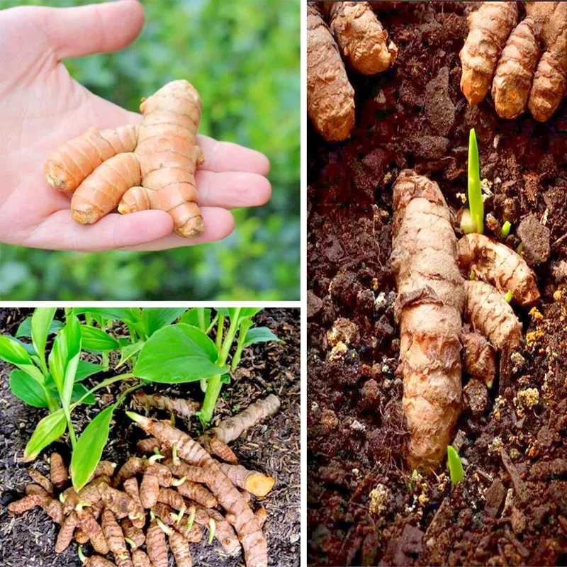 20 Fresh Turmeric Rhizomes - Curcuma Longa Live Root Plants Ready to Grow - Image 1
