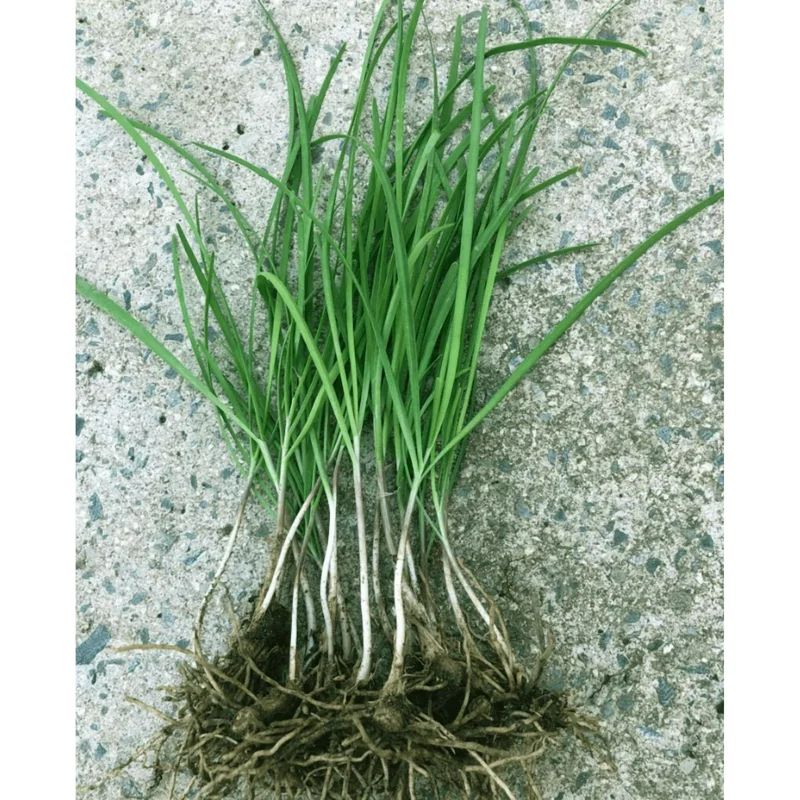 20 Garlic Chive Bare Root Plants - Allium Tuberosum Seedlings, 4-6 Inch Tall - Image 2