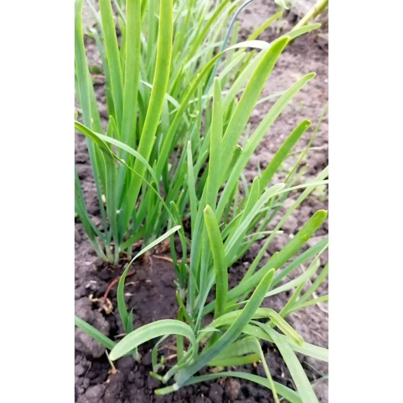 20 Garlic Chive Bare Root Plants - Allium Tuberosum Seedlings, 4-6 Inch Tall - Image 3