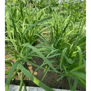 20 Garlic Chive Bare Root Plants - Allium Tuberosum Seedlings, 4-6 Inch Tall - Image 4