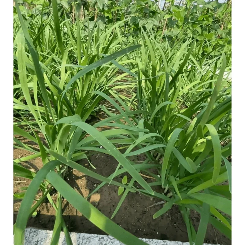 20 Garlic Chive Bare Root Plants - Allium Tuberosum Seedlings, 4-6 Inch Tall - Image 4