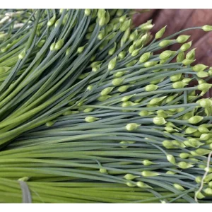 20 Garlic Chive Bare Root Plants - Allium Tuberosum Seedlings, 4-6 Inch Tall - Image 5