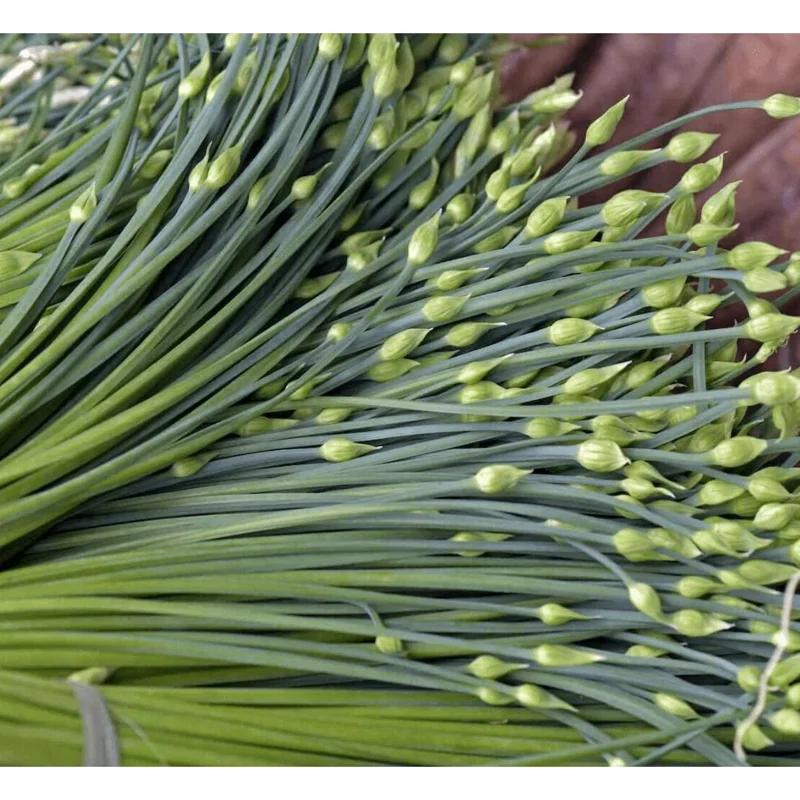 20 Garlic Chive Bare Root Plants - Allium Tuberosum Seedlings, 4-6 Inch Tall - Image 5