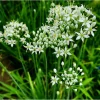 20 Garlic Chive Bare Root Plants - Allium Tuberosum Seedlings, 4-6 Inch Tall - Image 1