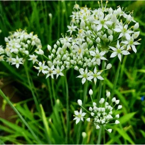 20 Garlic Chive Bare Root Plants - Allium Tuberosum Seedlings, 4-6 Inch Tall - Image 1