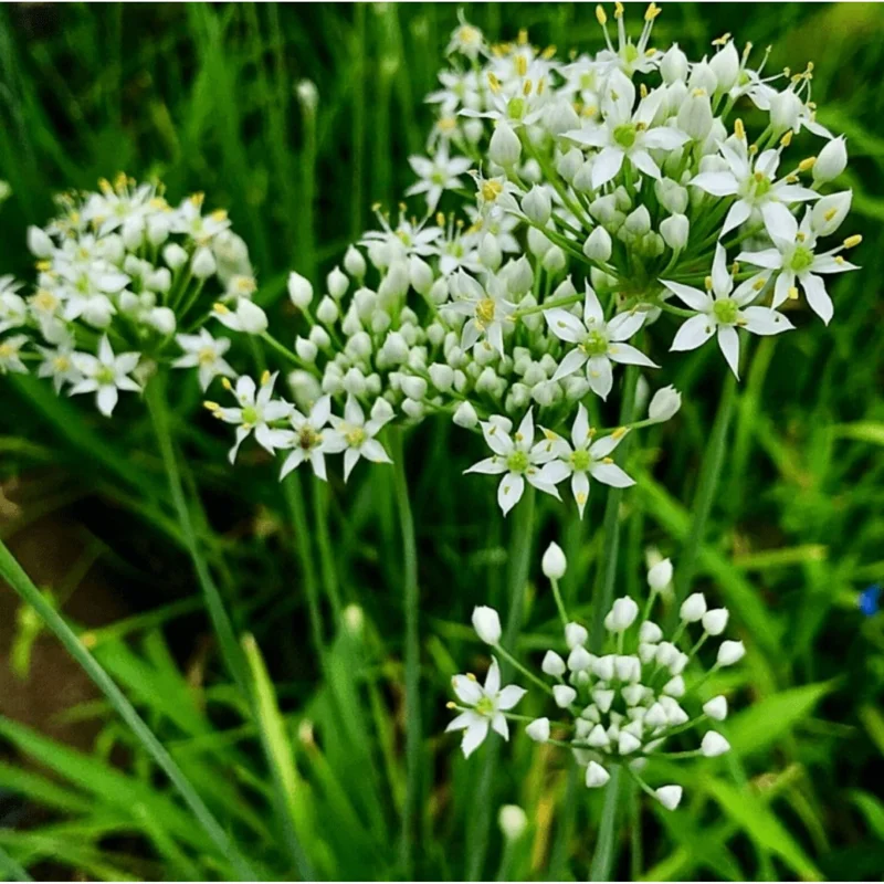 20 Garlic Chive Bare Root Plants - Allium Tuberosum Seedlings, 4-6 Inch Tall - Image 1