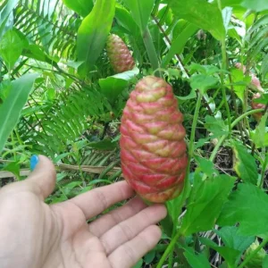 20 Hawaiian Awapuhi Shampoo Ginger Rhizomes - Zingiber zerumbet Bulbs for Planting - Image 8