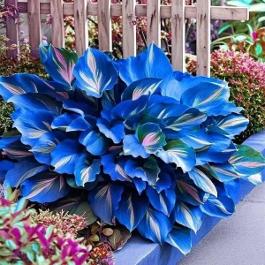 20+ Hosta Seeds - Perennial Outdoor Shade Garden Planting Seeds - Ornamental - Image 3