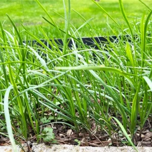 20 Live Garlic Chive Plants – Bare Root Culinary Herb for Garden & Containers - Image 2