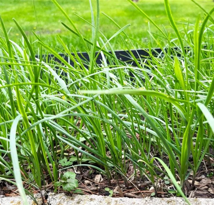 20 Live Garlic Chive Plants – Bare Root Culinary Herb for Garden & Containers - Image 2