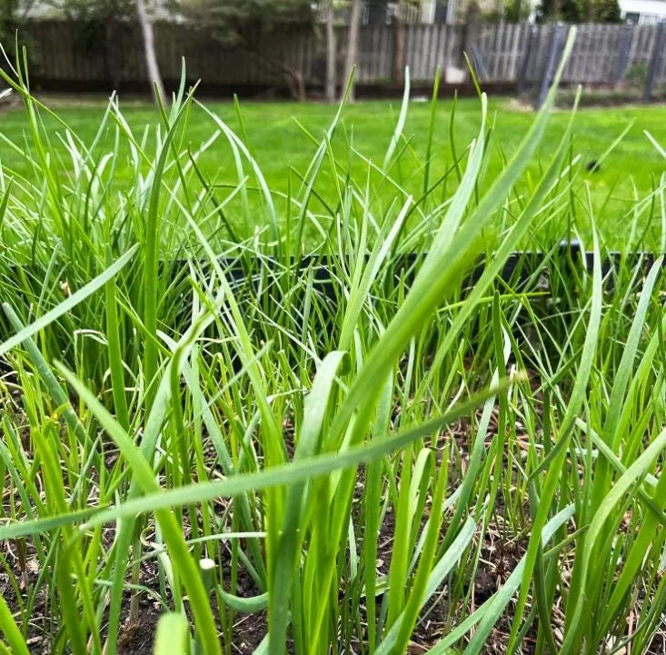 20 Live Garlic Chive Plants – Bare Root Culinary Herb for Garden & Containers - Image 3