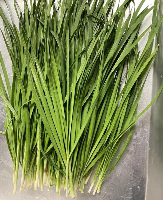 20 Live Garlic Chive Plants – Bare Root Culinary Herb for Garden & Containers - Image 4
