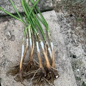 20 Live Garlic Chive Plants – Bare Root Culinary Herb for Garden & Containers - Image 5