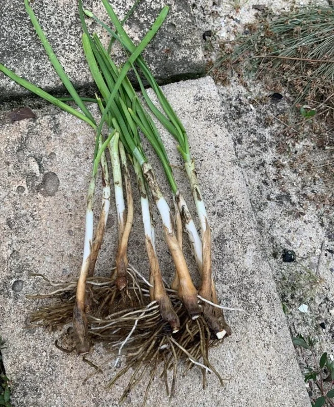 20 Live Garlic Chive Plants – Bare Root Culinary Herb for Garden & Containers - Image 5