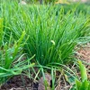 20 Live Garlic Chive Plants – Bare Root Culinary Herb for Garden & Containers - Image 1