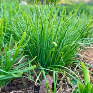 20 Live Garlic Chive Plants – Bare Root Culinary Herb for Garden & Containers - Image 1