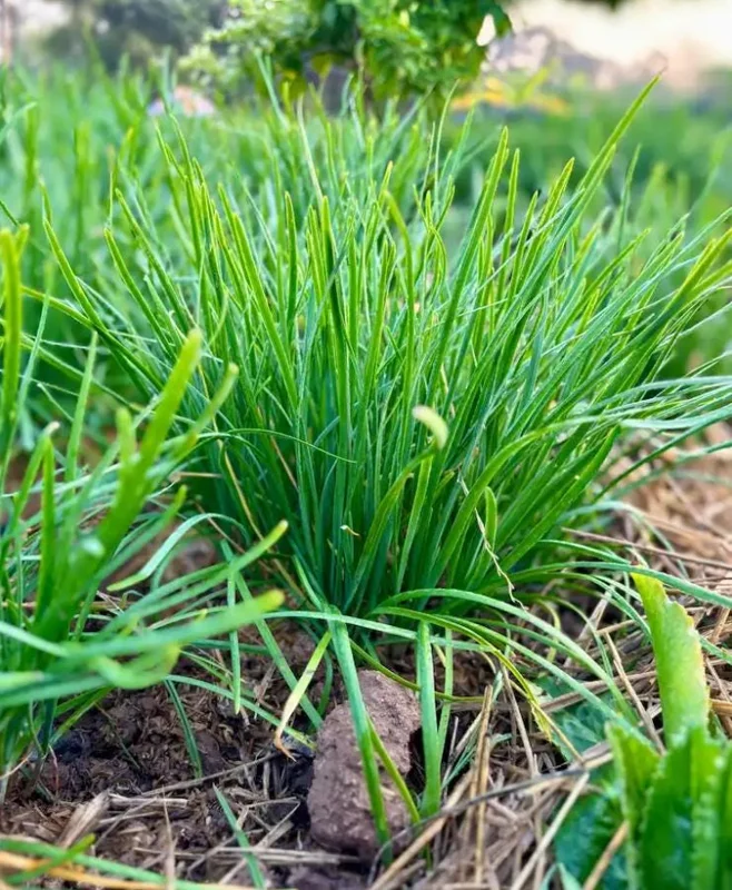 20 Live Garlic Chive Plants – Bare Root Culinary Herb for Garden & Containers - Image 1