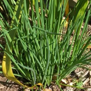 20+ Live Garlic Chive Plants – Fresh Culinary Herb – Indoor/Outdoor - Image 2