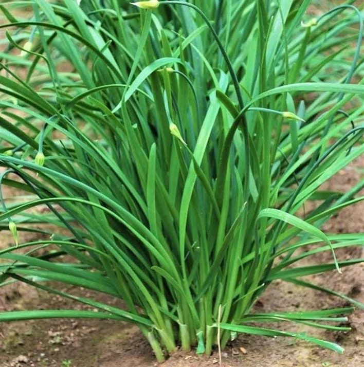 20+ Live Garlic Chive Plants – Fresh Culinary Herb – Indoor/Outdoor - Image 3