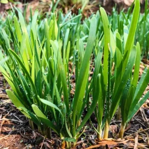 20+ Live Garlic Chive Plants – Fresh Culinary Herb – Indoor/Outdoor - Image 1