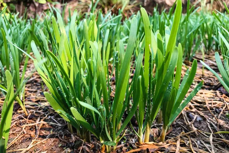 20+ Live Garlic Chive Plants – Fresh Culinary Herb – Indoor/Outdoor - Image 1