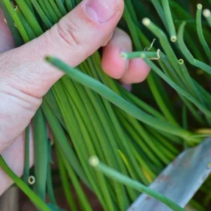 20+ Live Garlic Chive Plants – Fresh Culinary Herb – Indoor/Outdoor - Image 5