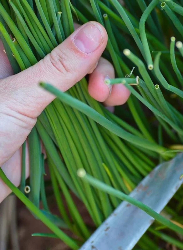 20+ Live Garlic Chive Plants – Fresh Culinary Herb – Indoor/Outdoor - Image 5