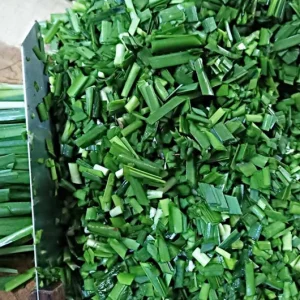 20+ Live Garlic Chive Plants – Fresh Culinary Herb – Indoor/Outdoor - Image 7