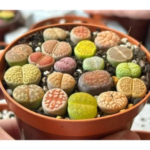 20 Pack Assorted Lithops Live Plants - Living Stones Succulents, 0.4-0.6 Inch Tall - Image 2