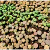 20 Pack Assorted Lithops Live Plants - Living Stones Succulents, 0.4-0.6 Inch Tall - Image 1
