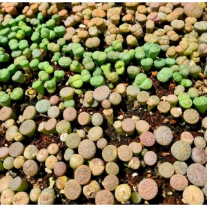 20 Pack Assorted Lithops Live Plants - Living Stones Succulents, 0.4-0.6 Inch Tall - Image 1