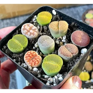 20 Pack Assorted Lithops Live Plants - Living Stones Succulents, 0.4-0.6 Inch Tall - Image 3