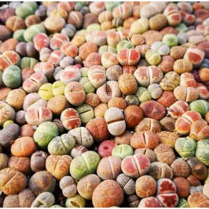 20 Pack Assorted Lithops Live Plants - Living Stones Succulents, 0.4-0.6 Inch Tall - Image 4