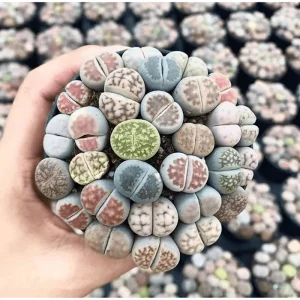 20 Pack Assorted Lithops Live Plants - Living Stones Succulents, 0.4-0.6 Inch Tall - Image 5